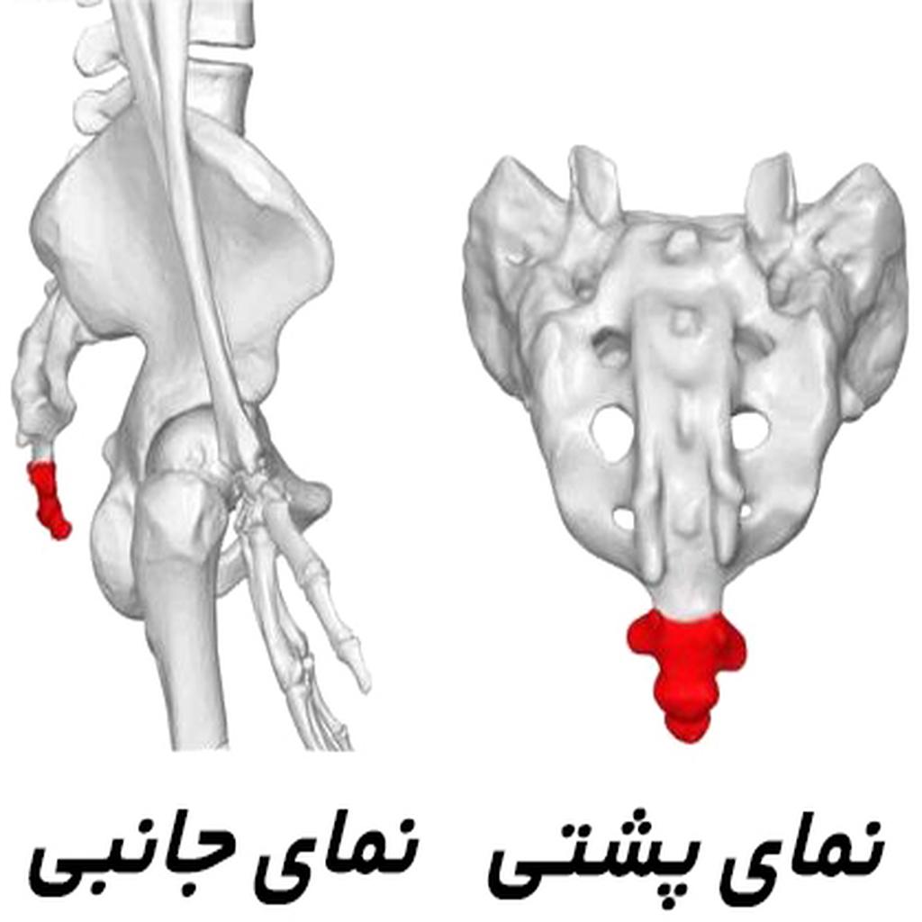تنش عضلاتی: تغییرات هورمونی و فشار بیشتر بر روی استخوانها