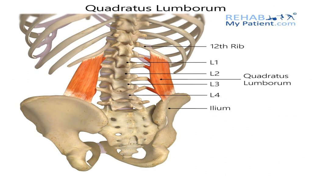 افرادی که به طور مداوم کفشهای پاشنه بلند میپوشند ممکن است بیشتر دچار گودی کمر شوند. استفاده از آب درمانی و تمرینات در آب میتواند به کاهش درد و تقویت عضلات کمر کمک کند.