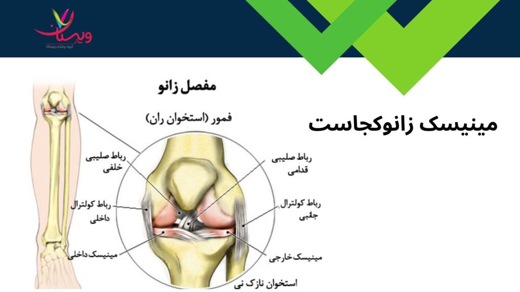 بافت های مفصلی مفصل زانو