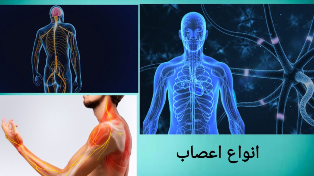 اعصاب بدن انسان که باعث درد در نواحی مختلف می شود نمایی از اعصاب بدن انسان